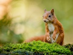 Red squirrel in the Cairngorms National Park, Scotland.