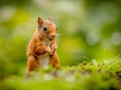 Red squirrel in the Cairngorms National Park, Scotland.