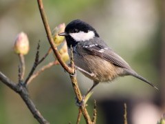 Coal tit in Scotland