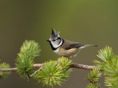 Crested tit in Scotland