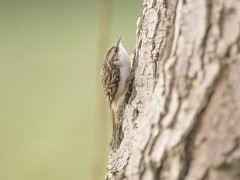 Eurasian treecreeper in the Scottish Highlands