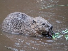 European beaver in Scotland