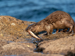 Otter