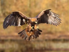 Golden eagle in Scotland