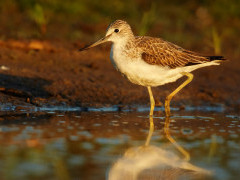 Greenshank