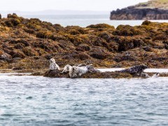 Grey seals on Treshnish Isles, Scotland