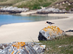 Oystercatcher