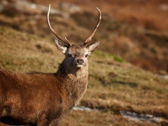 Red deer
