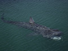 Basking shark off Isle of Mull, Scotland.