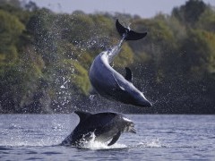 Bottlenose dolphins off Isle of Mull, Scotland.