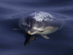 Common dolphin off Isle of Mull, Scotland.