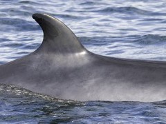 Minke whale of Isle of Mull, Scotland.