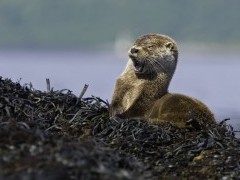 Otter on Isle of Mull, Scotland.