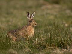Brown hare in Scotland.