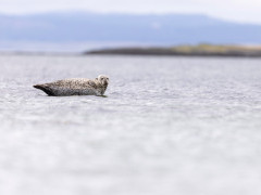 Common seal in Scotland.
