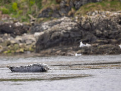 Grey seal in Scotland.