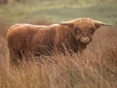 Highland cow in Scotland.