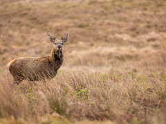 Red deer in Scotland.