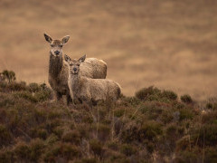 Red deer in Scotland.