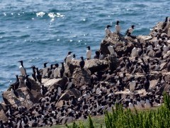 Colony of guillemot on Isle of Lunga, Scotland