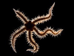Brittlestar on Isle of Mull, Scotland.