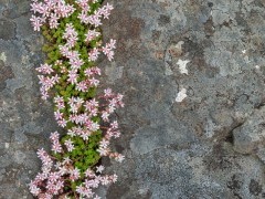 English stonecrop on Isle of Mull, Scotland.