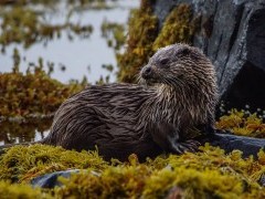 Eurasian otter