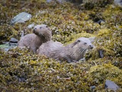 European otter and kit on Isle of Mull, Scotland