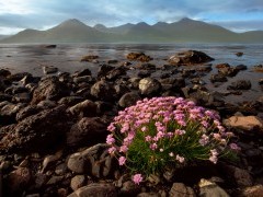 Flowering thrift on Isle of Mull, Scotland.