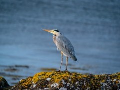 Grey heron in Isle of Mull, Scotland