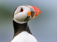 Atlantic puffin on Isle of Lunga, Scotland.