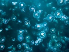 Moon jellyfish near the Isle of Mull, Scotland.