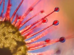 Round-leaved sundew on Isle of Mull, Scotland.