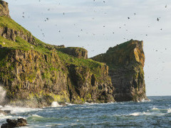 Seabird colony in Isle of Mull, Scotland.