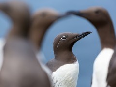 Guillemot on the Treshnish Isles, Scotland.