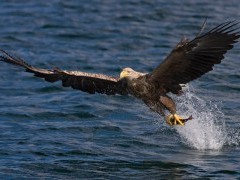 White-tailed eagle.