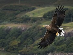 White-tailed sea eagle over Isle of Mull, Scotland
