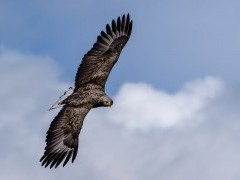 White-tailed sea eagle over Isle of Mull, Scotland