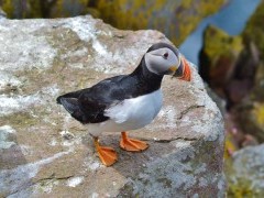 Puffin in Isle of Mull, Scotland