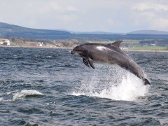 Dolphin in Isle of Mull, Scotland