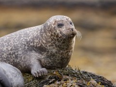 Harbour seal in Isle of Mull, Scotland