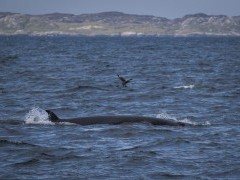 Minke whale near Tobermory, Isle of Mull in Scotland