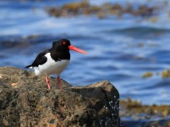 Oystercatcher in Isle of Mull, Scotland