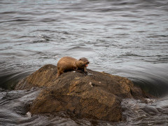 Otter