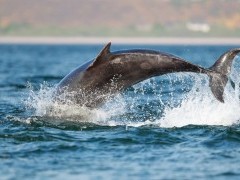 Bottlenose dolphin in Moray Firth, Scotland