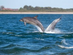 Bottlenose dolphin in Moray Firth, Scotland