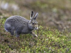 Mountain hare in the Cairngorms National Park, Scotland