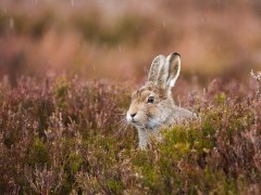 Mountain hare in Scotland
