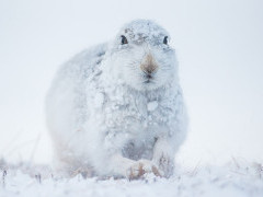 Mountain hare in the Cairngorms National Park, Scotland.