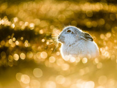 Mountain hare in the Cairngorms National Park, Scotland.